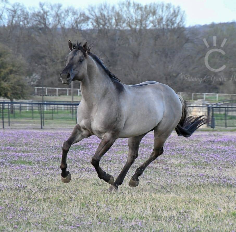 All Dun In Silver - AQHA grullo stallion EE aa DD